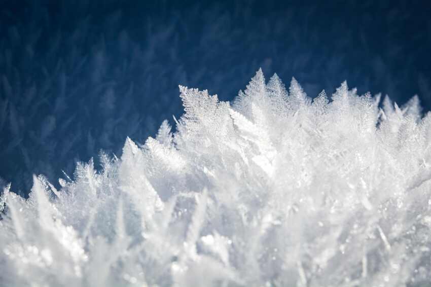 There are fossilized plants in Greenland under 1.4 km of ice