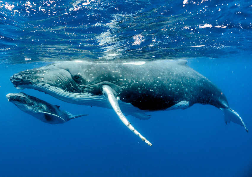 Blue whales eat half a million calories in one mouthful