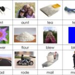 homophone